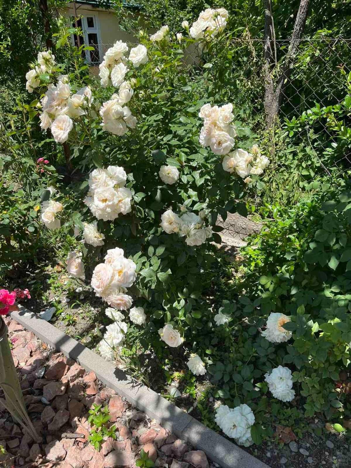 Ekas Rosengarten Gori Kültér fotó