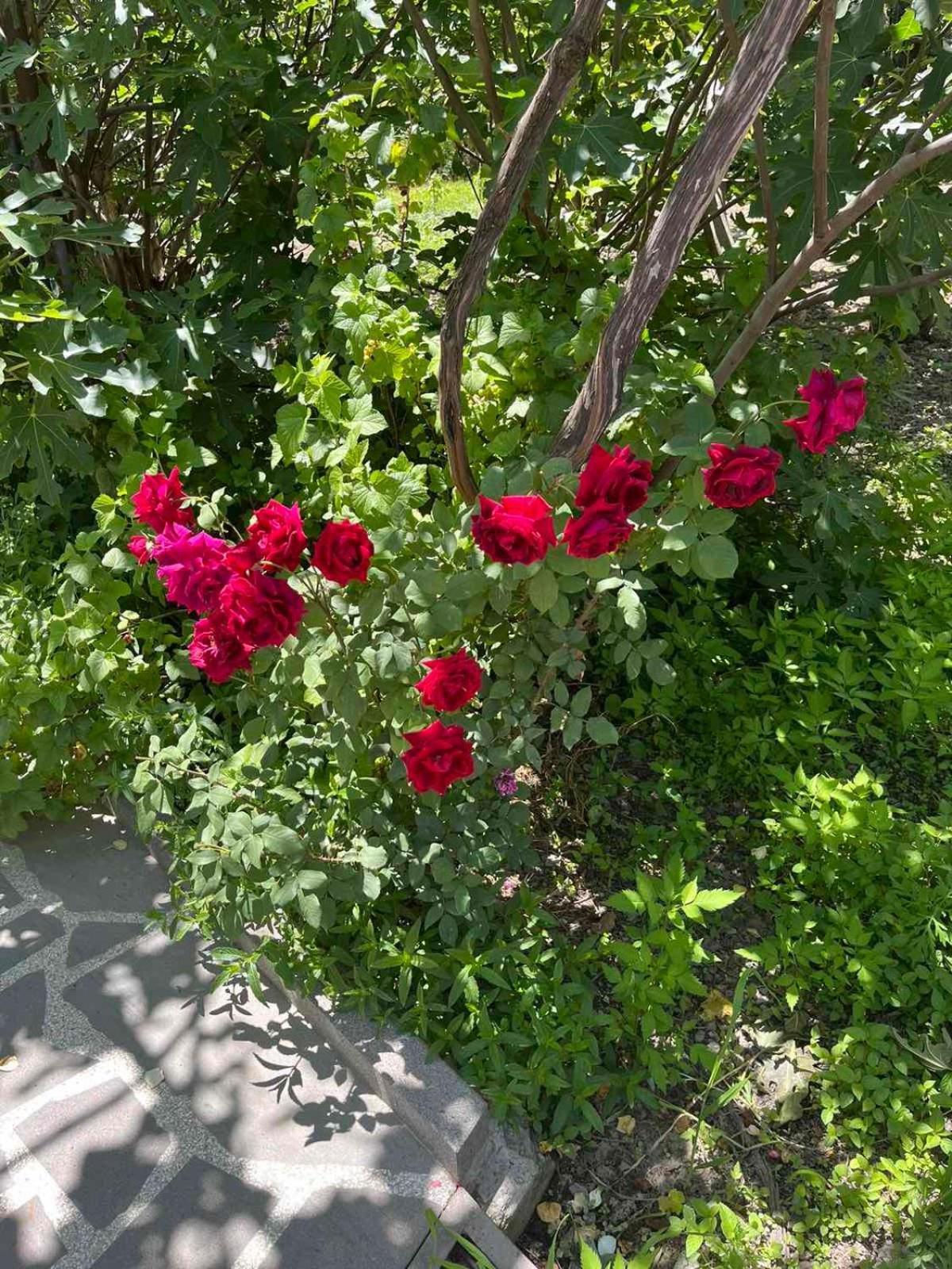 Ekas Rosengarten Gori Kültér fotó